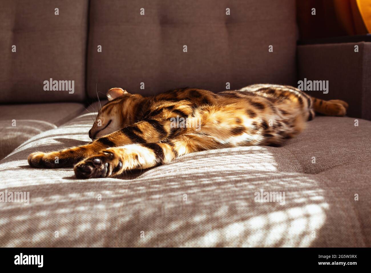 Bengal cat lying on sofa and resting. Stock Photo