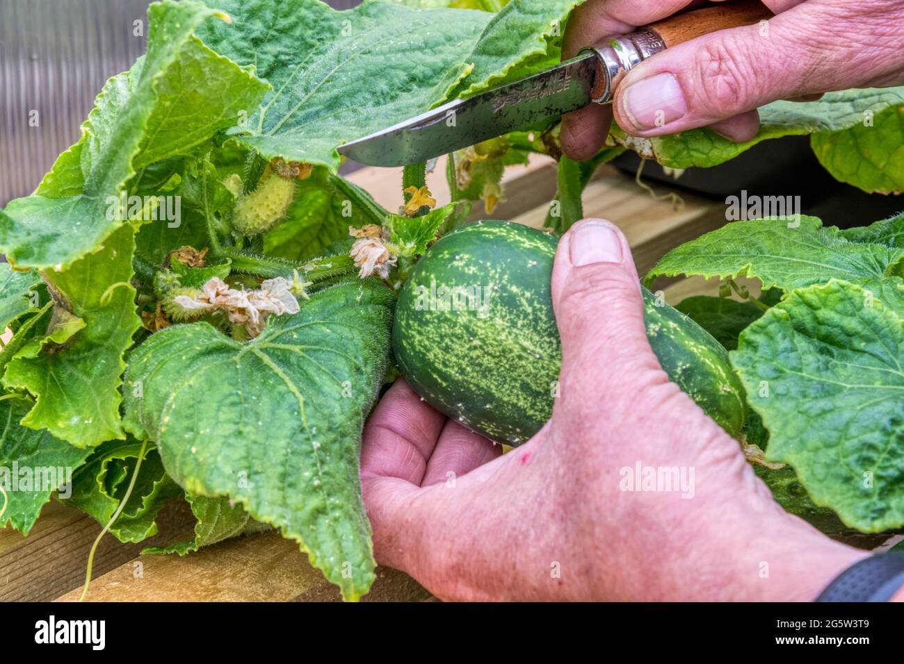 Woman harvesting a Dar cucumber, Cucumis sativus, growing in a greenhouse. Stock Photo