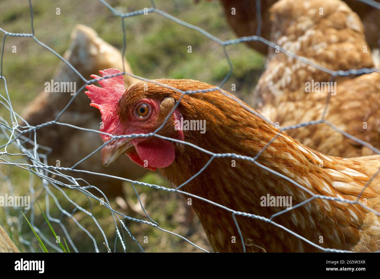 Chicken looking through chicken wire Stock Photo