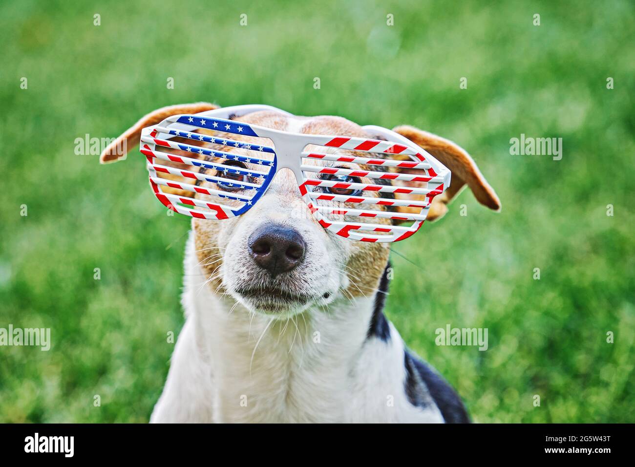 Dog head in big glasses with USA American flag print close up portrait on green grass. Celebration of Independence day, 4th July, Memorial Day, Americ Stock Photo