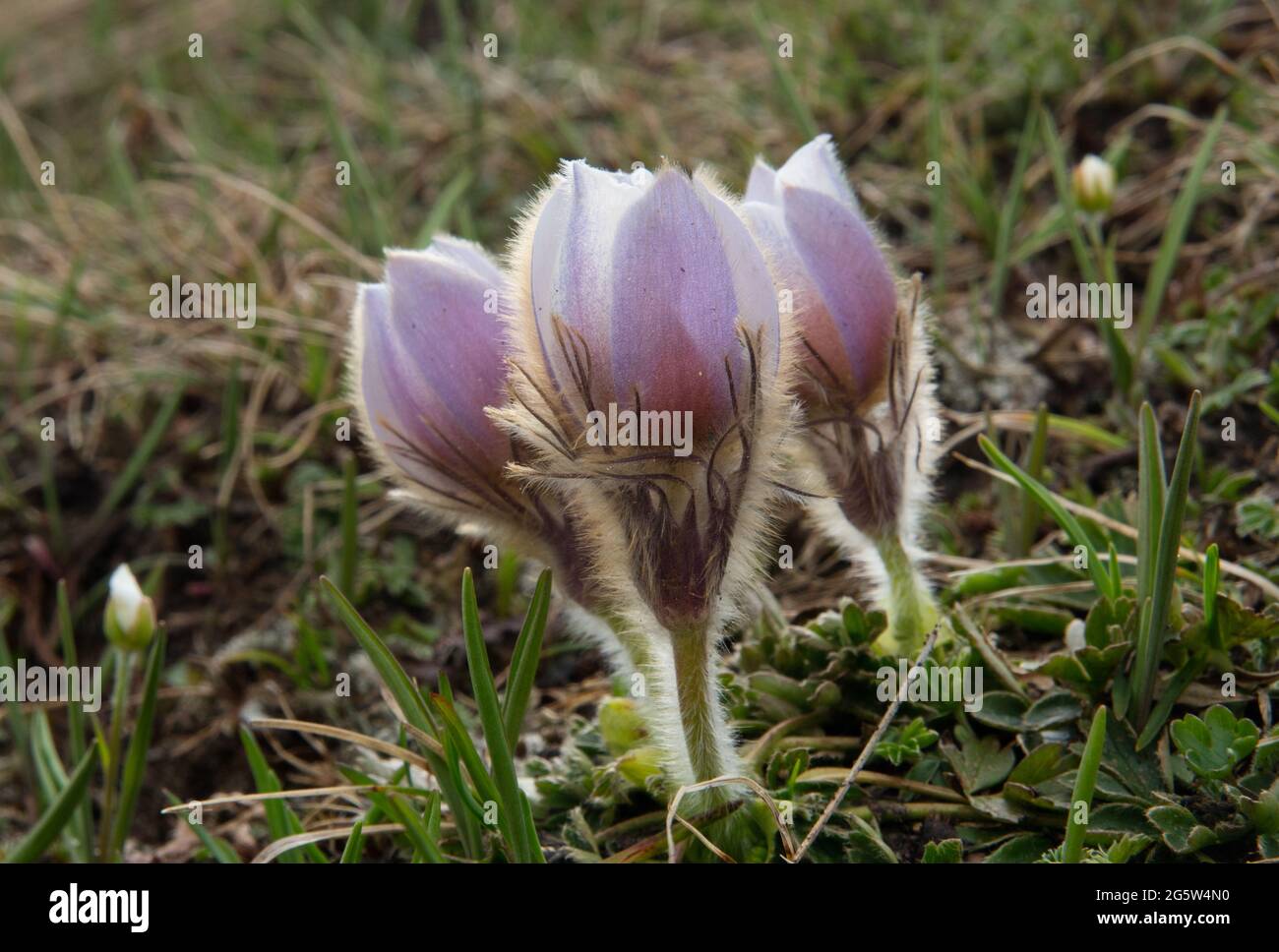 Two Spring pasqueflowers blooming in early spring on an alpine meadow Stock Photo