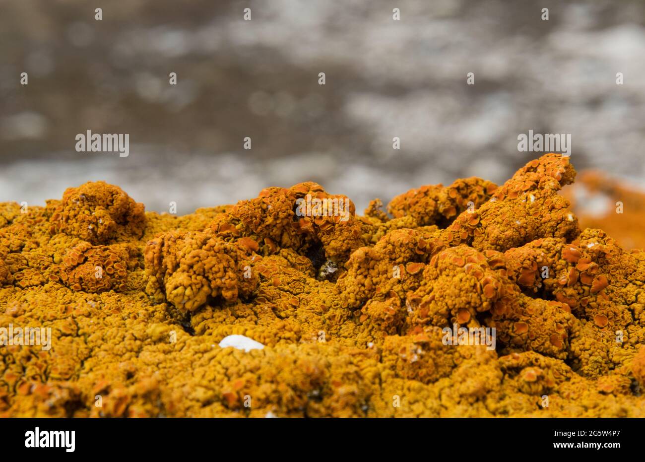 Bright orange lichen, probably Orange lichen or Xanthoria calcicola, on  dolomite rock Stock Photo