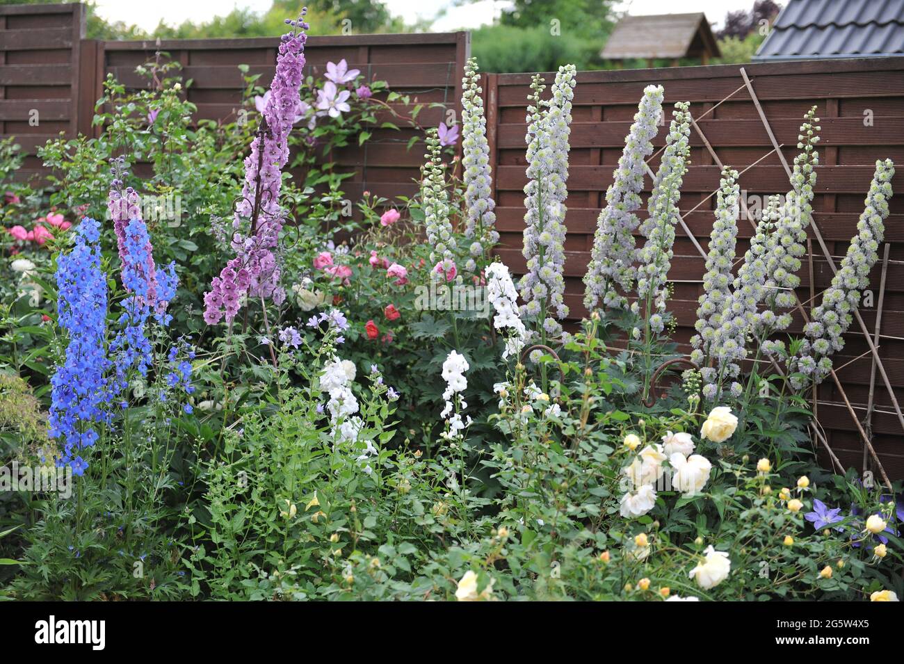 Blue, pink and white larkspurs (Delphinium) blooms in a garden in June Stock Photo