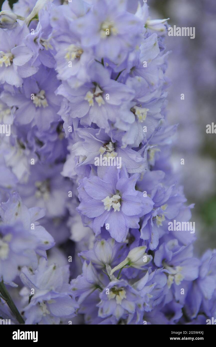 Violet larkspur (Delphinium) Lilac Ladies blooms in a garden in July Stock Photo