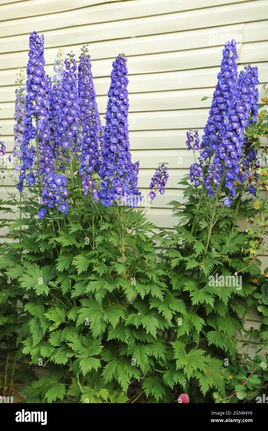 Blue larkspur (Delphinium) Royal Aspirations blooms in a garden in July Stock Photo