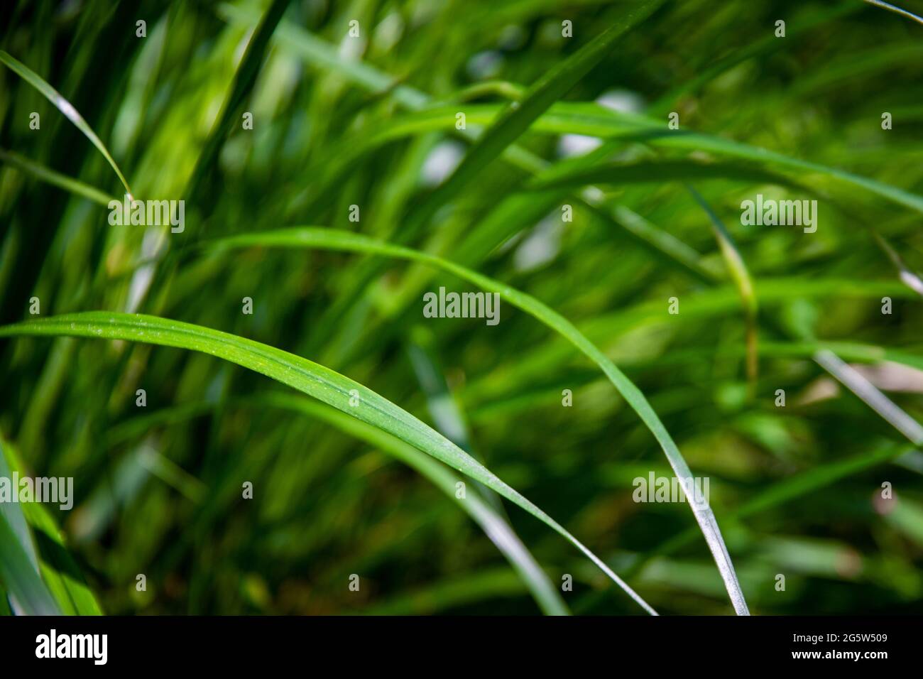 Closeup shot of fresh green grass Stock Photo - Alamy