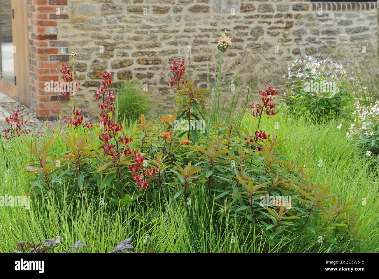 BRUTON, SOMERSET, UNITED KINGDOM - 28 June 2016: Planting in perennial meadow style designed by Piet Oudolf at Oudolf Field by the Hauser and Wirth co Stock Photo