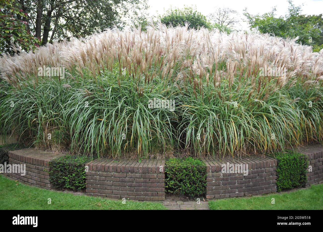 HUMMELO, THE NETHERLANDS - 22 SEPTEMBER 2018: Miscanthus sinensis Malepartus in the Oudolf's garden Stock Photo