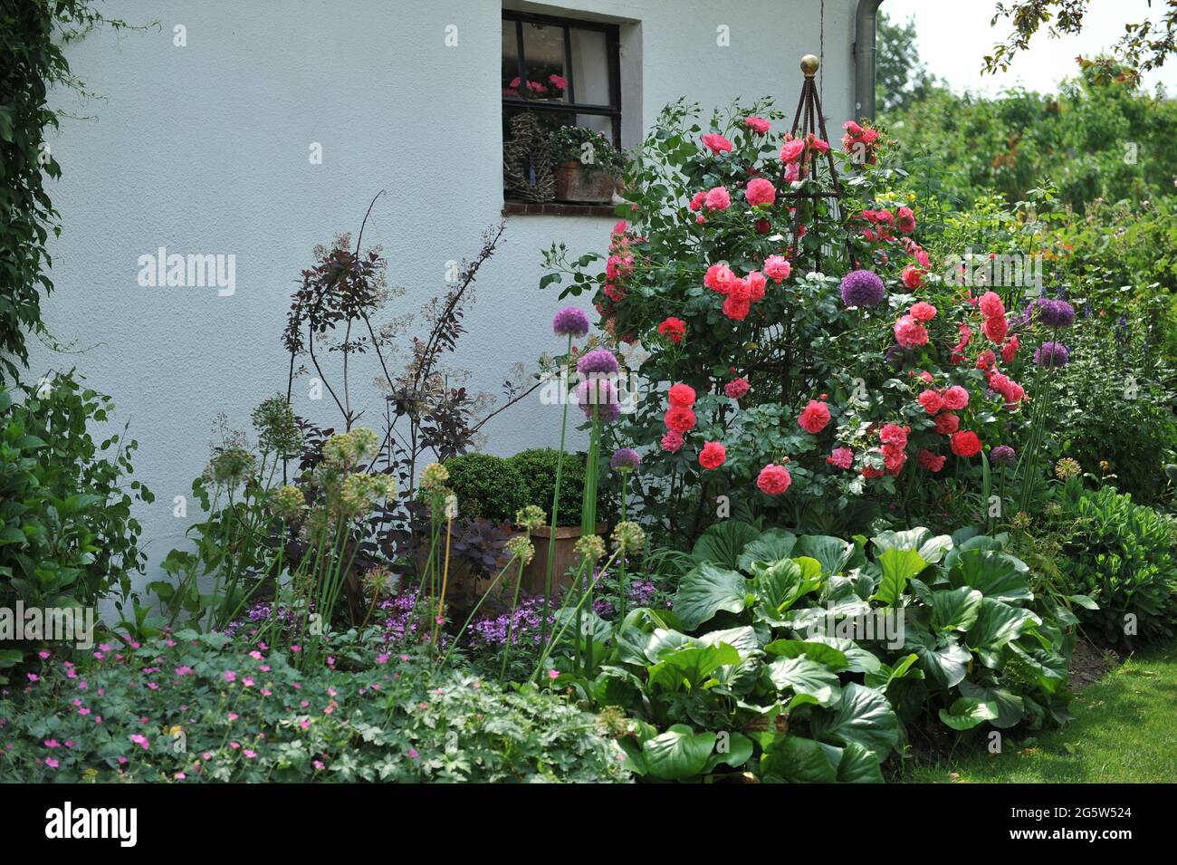 KLEVE, GERMANY - 3 JUNE 2016: A pink climbing rose on an obelisk and violet leek bloom in the Imig-Gerold Garden Stock Photo