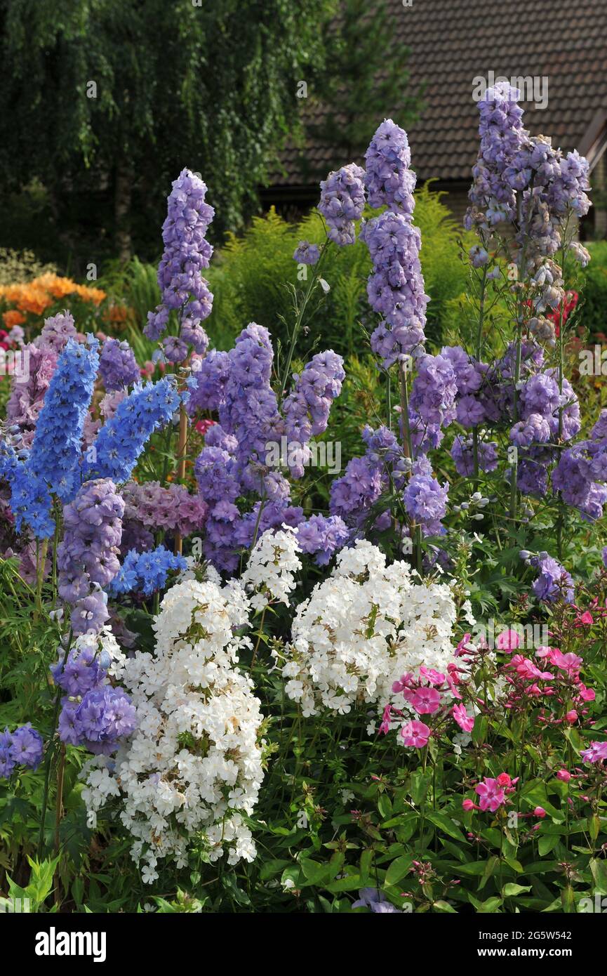White and pink summer phlox, blue and violet larkspur (Delphinium) bloom in a garden in July Stock Photo