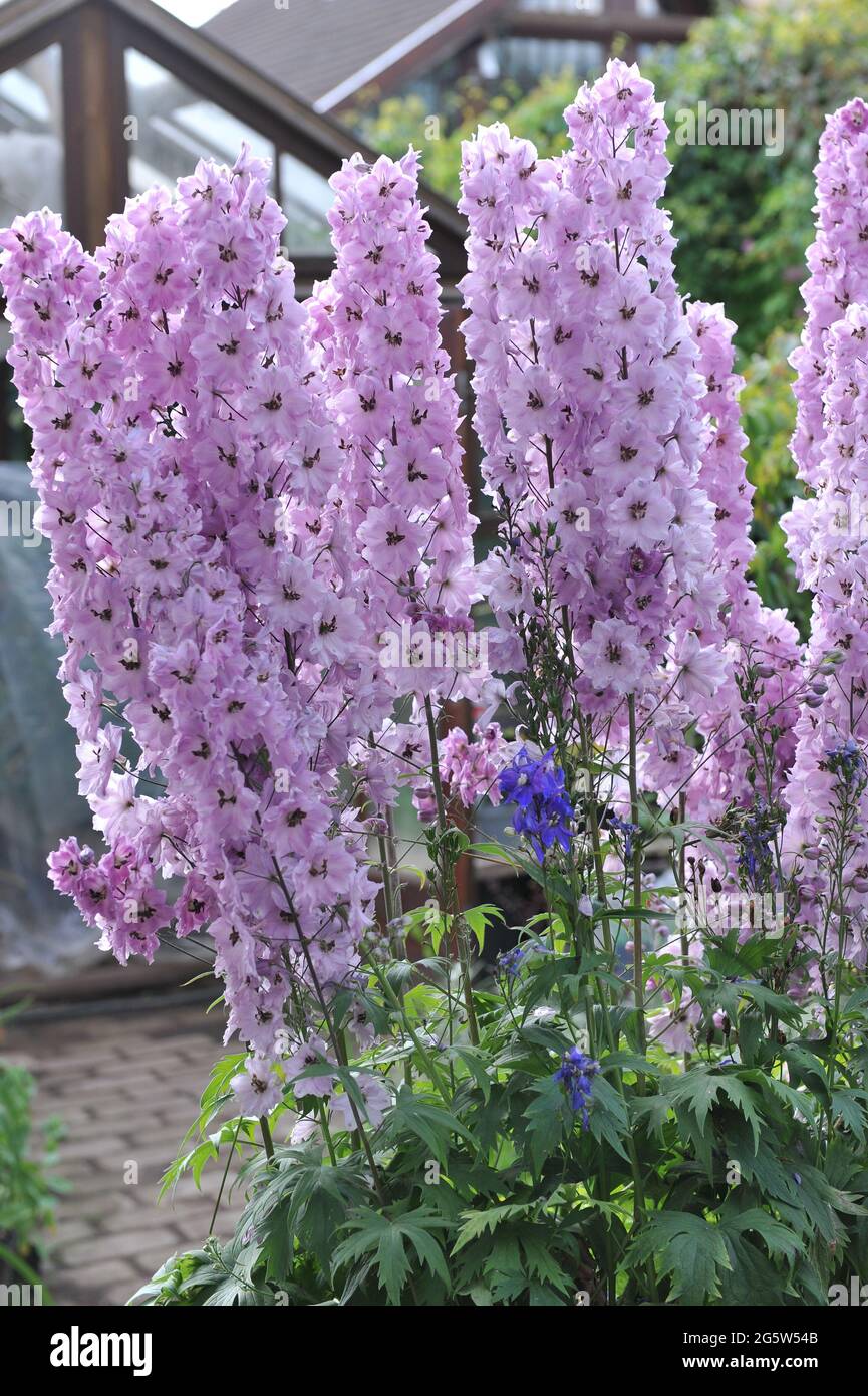 Pink larkspur (Delphinium) blooms in a garden in July Stock Photo Alamy