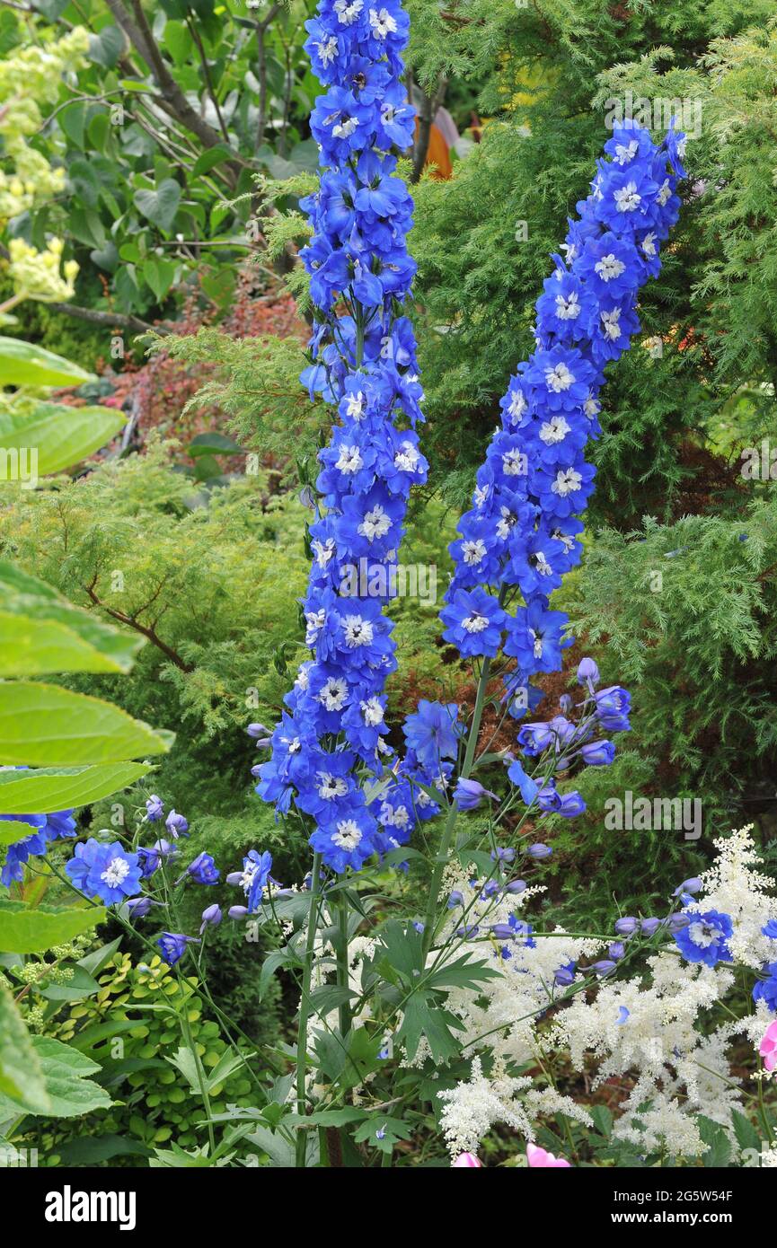 Blue larkspur (Delphinium) blooms in a garden in July Stock Photo