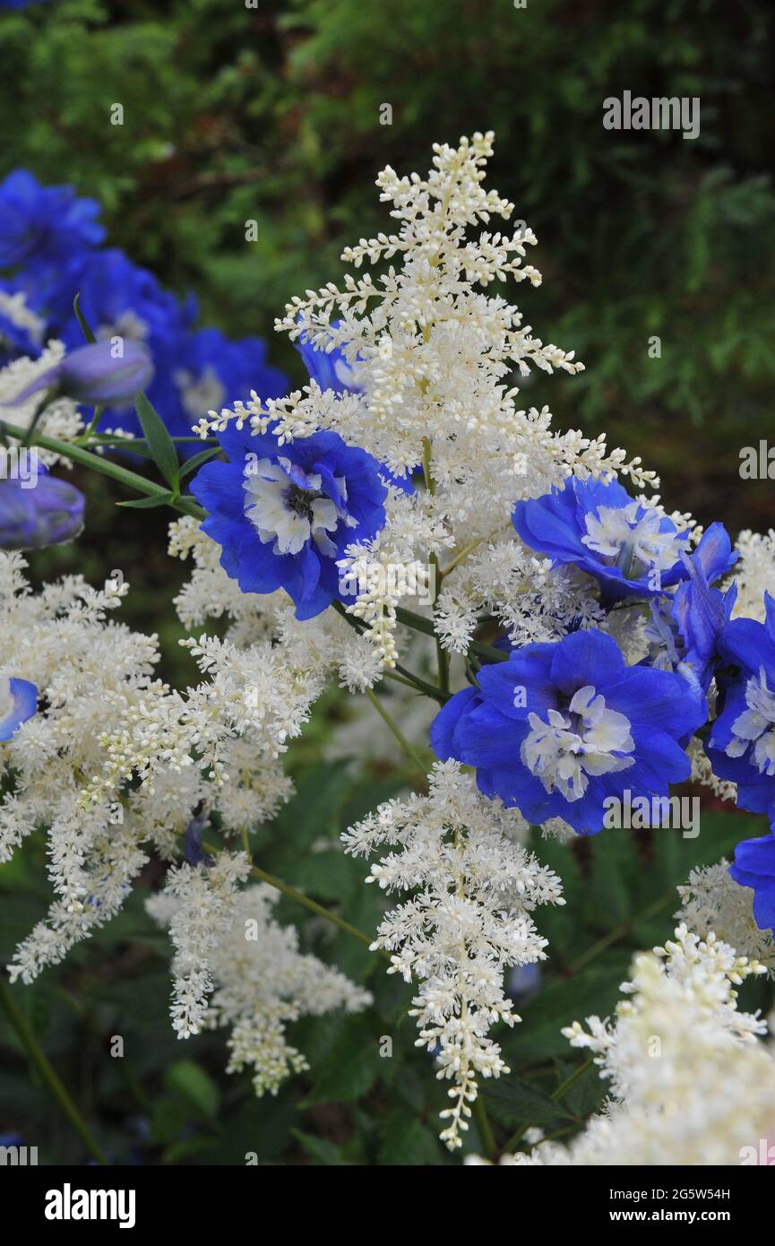 Blue larkspur (Delphinium) and white Astilbe bloom in a garden in July Stock Photo