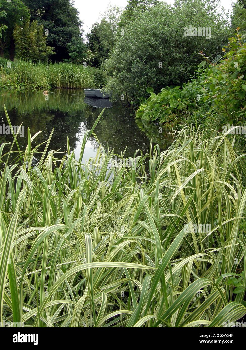 COLCHESTER, UK - 25 JUNE 2007: An ornamental variegated reed sweet-grass (Glyceria maxima Variegata) grows in a pond in the Beth Chatto garden Stock Photo