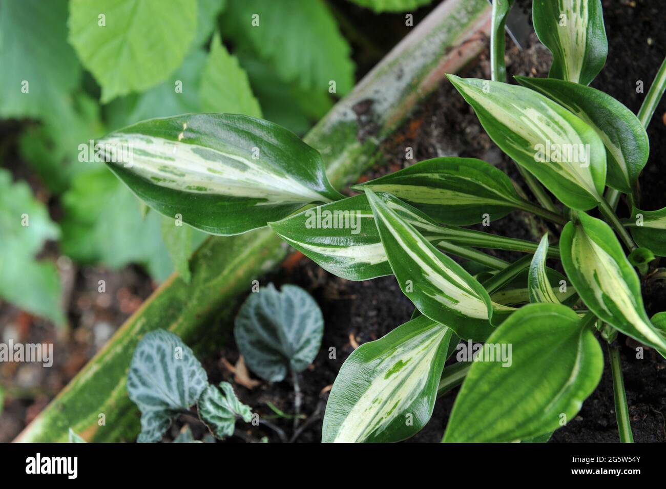 Small Hosta Dixie Chickadee with thick waxy creamy yellow leaves, edged in dark green, and peppered with green flecks, grows in a terra cotta pot Stock Photo