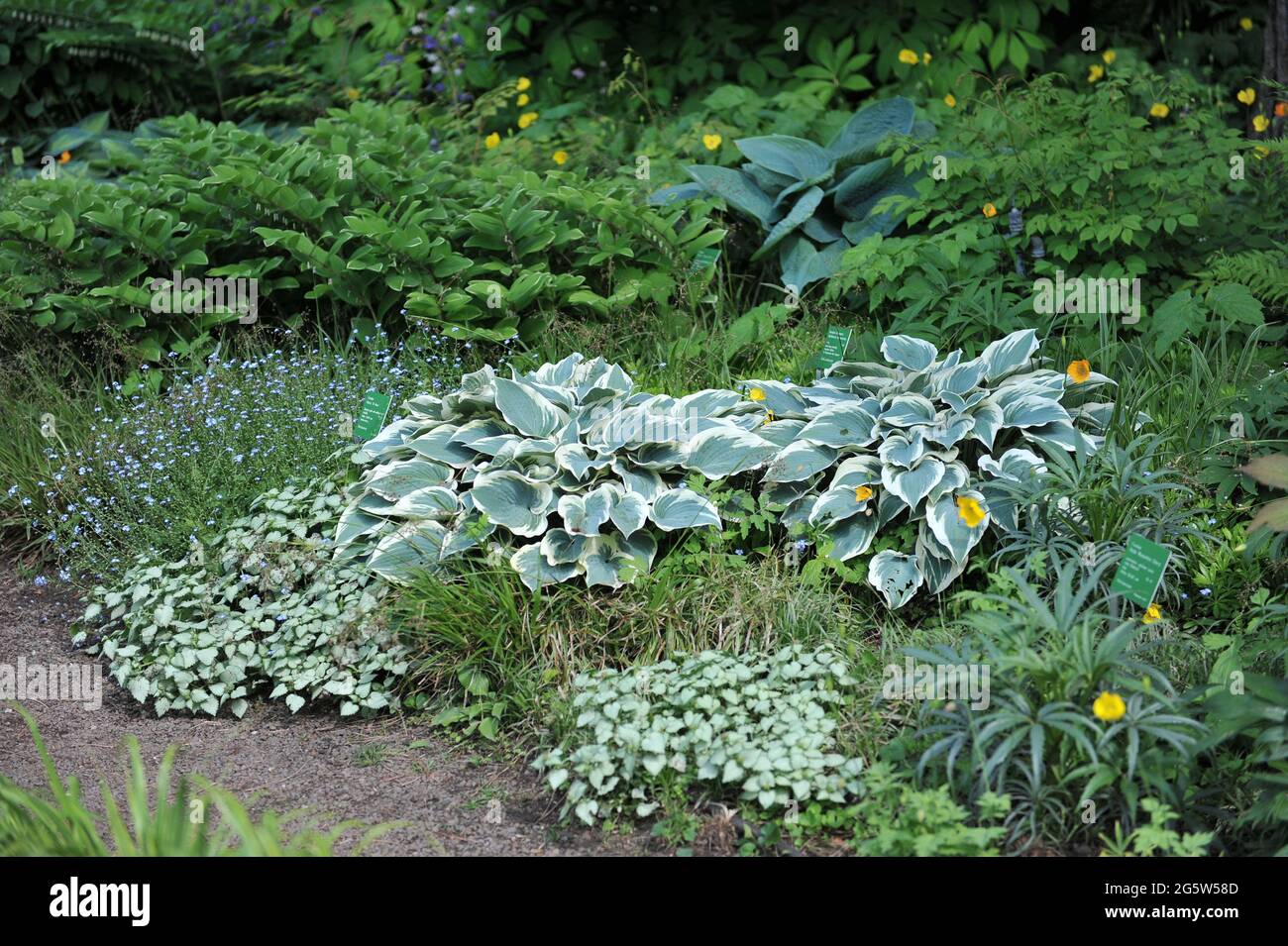 Hostas El Nino and Blue Vision grow in a shady foliage border with Lamium Red Nancy and Polygonatum odoratum Variegatum Stock Photo