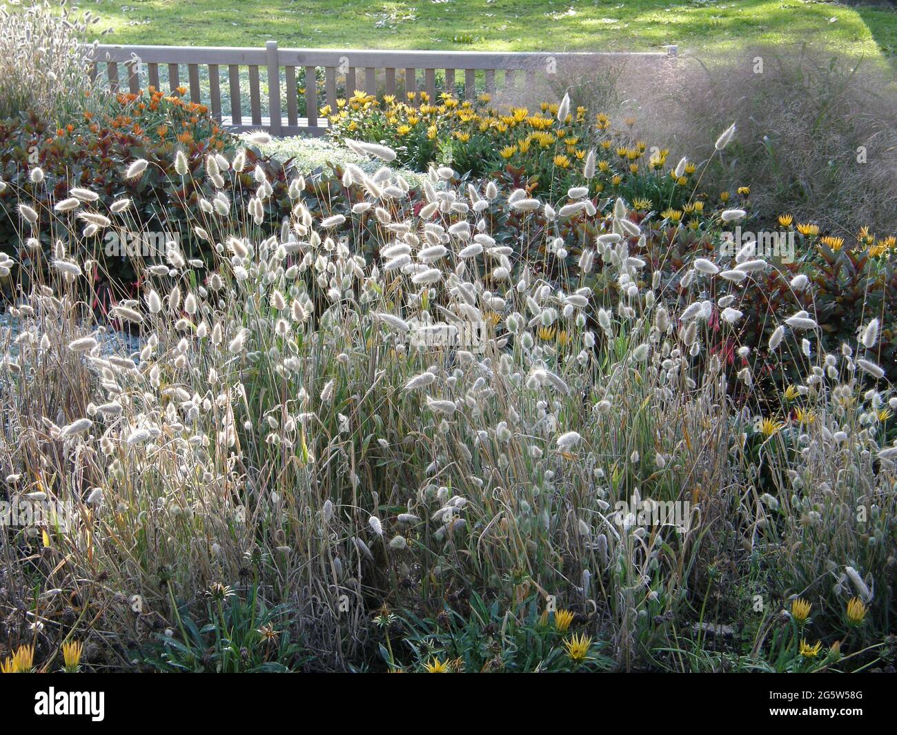 Hare's tail grass (Lagurus ovatus) blooms in a garden flower bed with other annuals behind a bench  in October Stock Photo