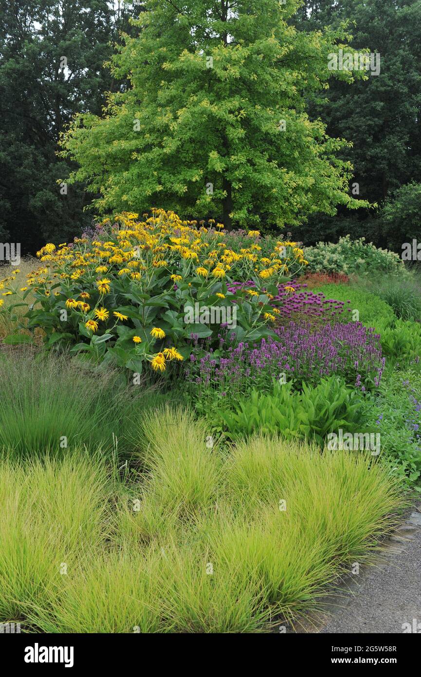 HAMM, GERMANY - 19 JULY 2015: Autumn moor-grass (Sesleria autumnalis) and Inula magnifica Sonnenstrahl in a flower border in the Maximilianpark Stock Photo