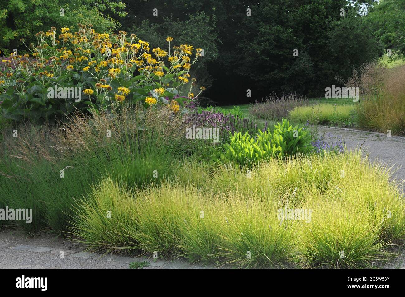 HAMM, GERMANY - 24 JULY 2016: Autumn moor-grass (Sesleria autumnalis) and Inula magnifica Sonnenstrahl in a flower border in the Maximilianpark Stock Photo