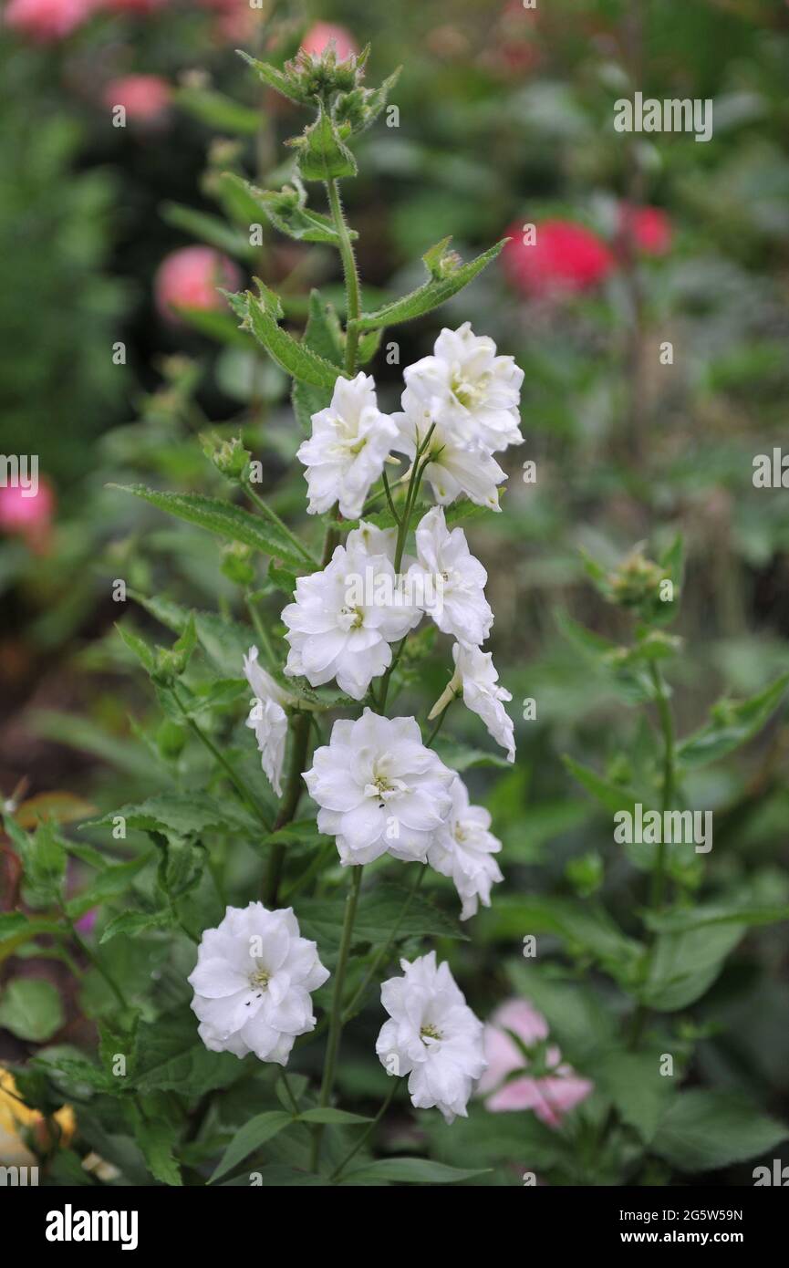 White double-flowered larkspur (Delphinium) New Mill F1 Double Innocence blooms in a garden in June Stock Photo