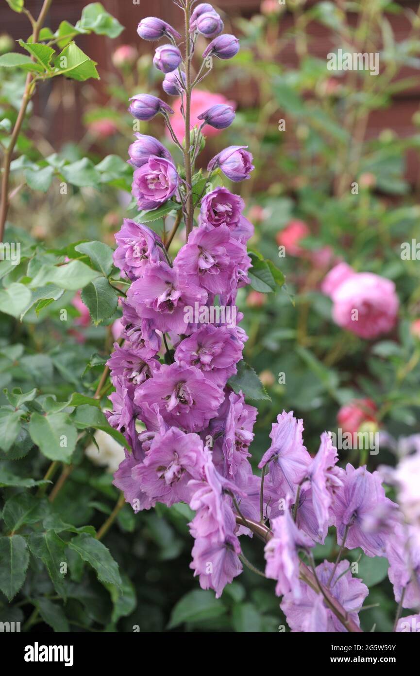 Pink larkspur (Delphinium) New Mill F1 Dusky Maidens blooms in a garden in June Stock Photo