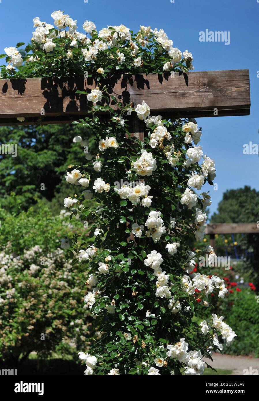 Light yellow Large-flowered Climber rose (Rosa) City of York blooms on a pergola in a garden in June Stock Photo