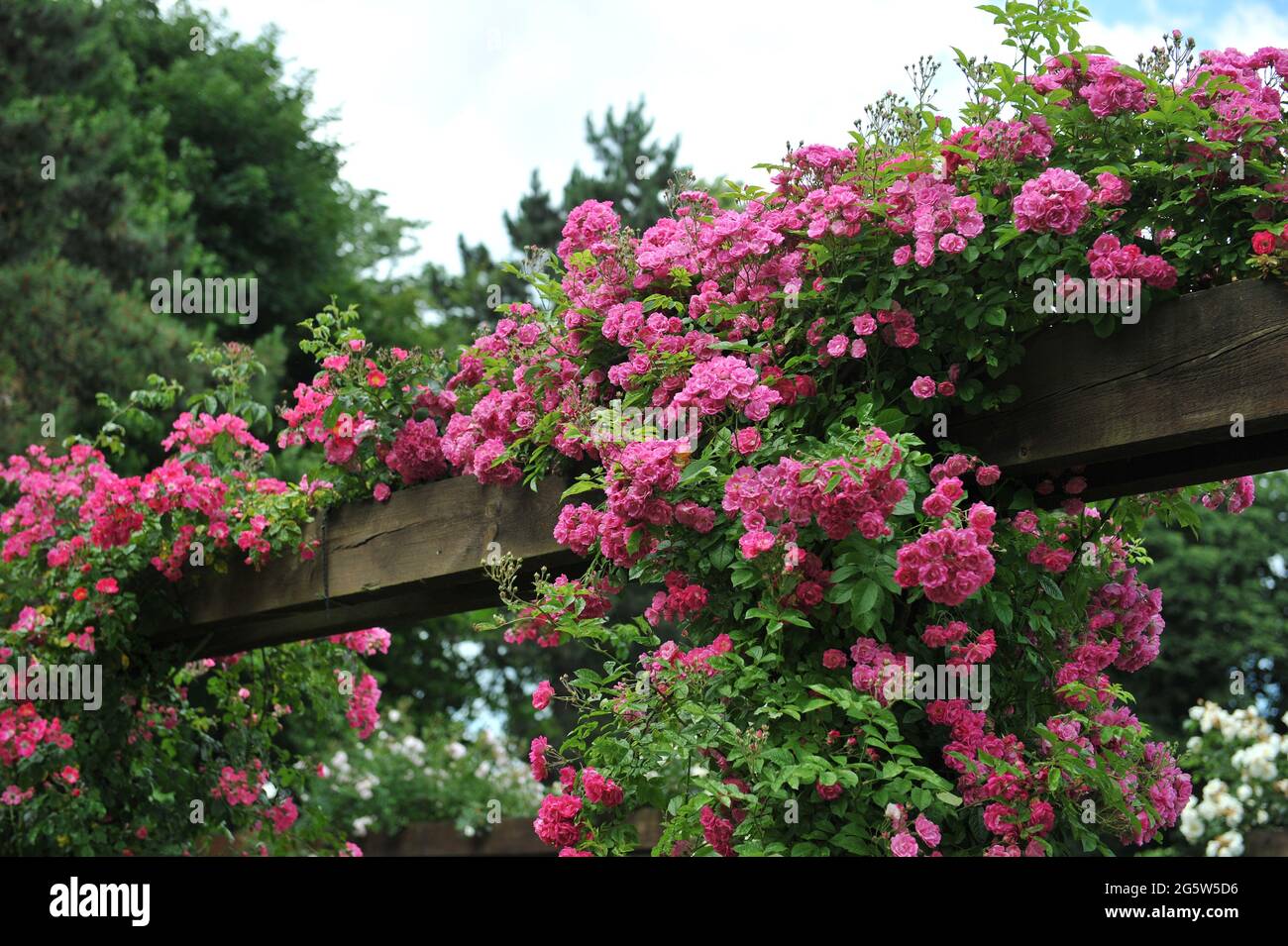 Pink climbing Hybrid Multiflora rose (Rosa) Dawson blooms on a wooden pergola in a garden in June Stock Photo