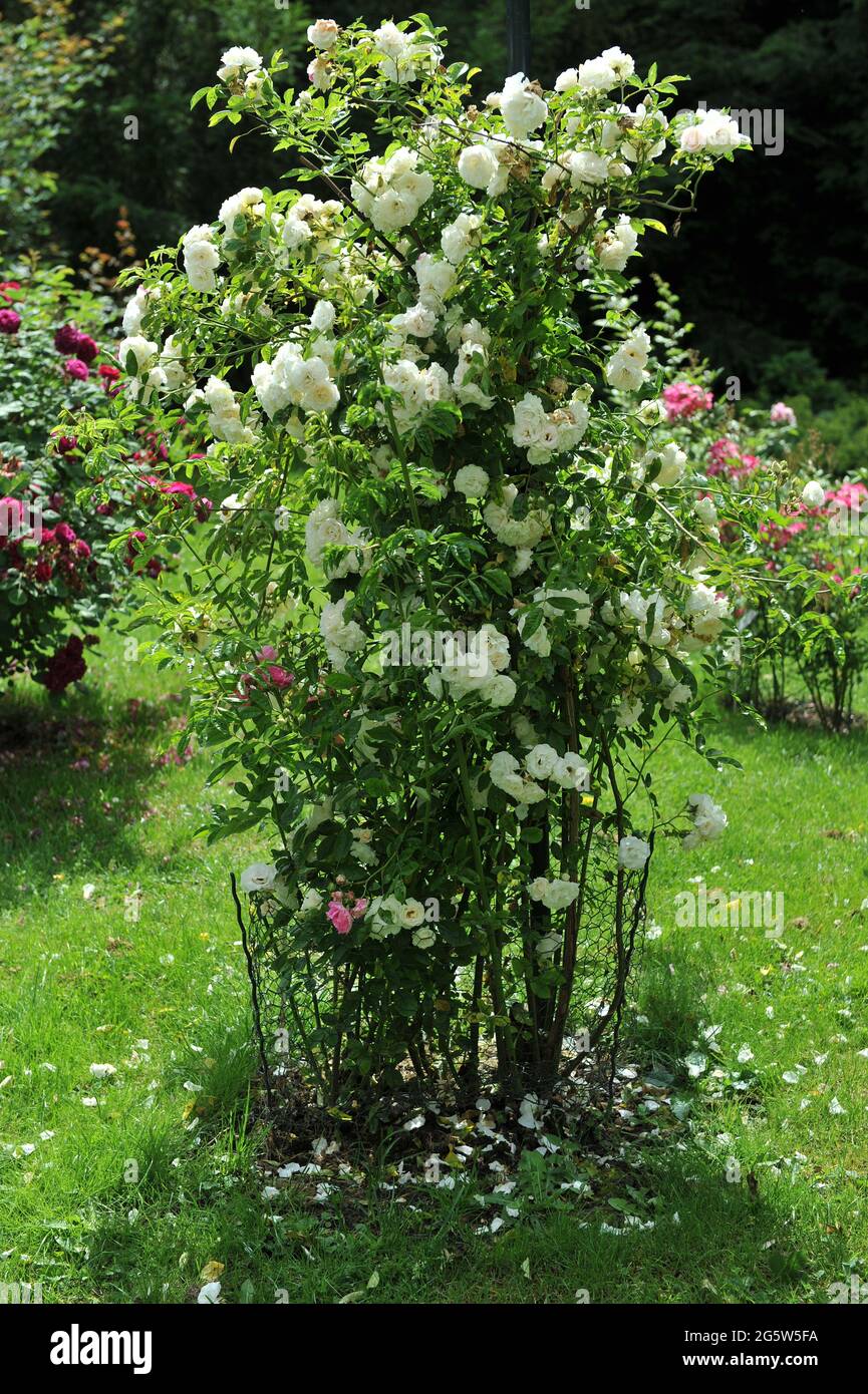 Creamy white climbing rose (Rosa) Elsa Brandstrom blooms in a garden in ...