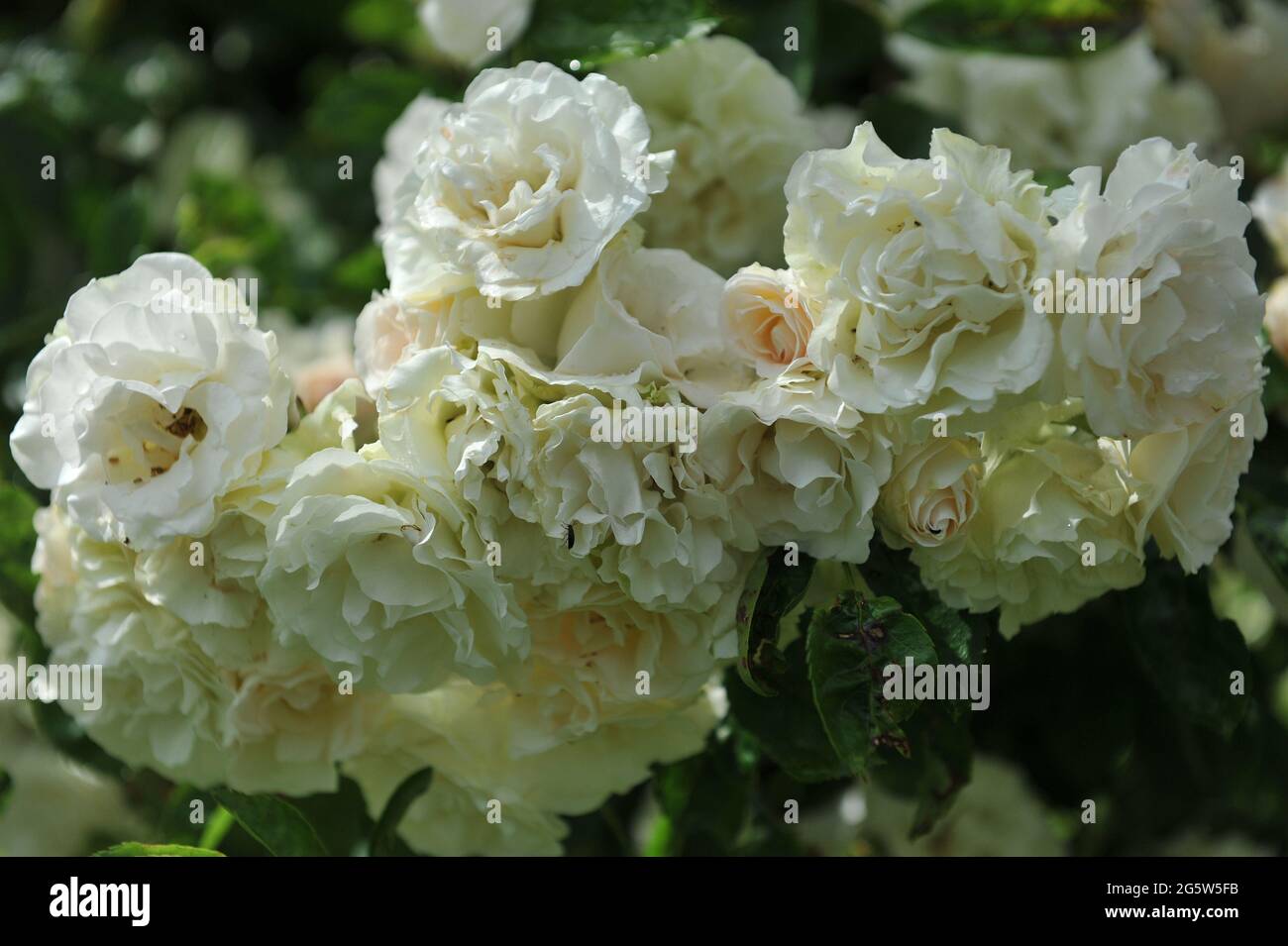 Creamy white climbing rose (Rosa) Elsa Brandstrom blooms in a garden in ...