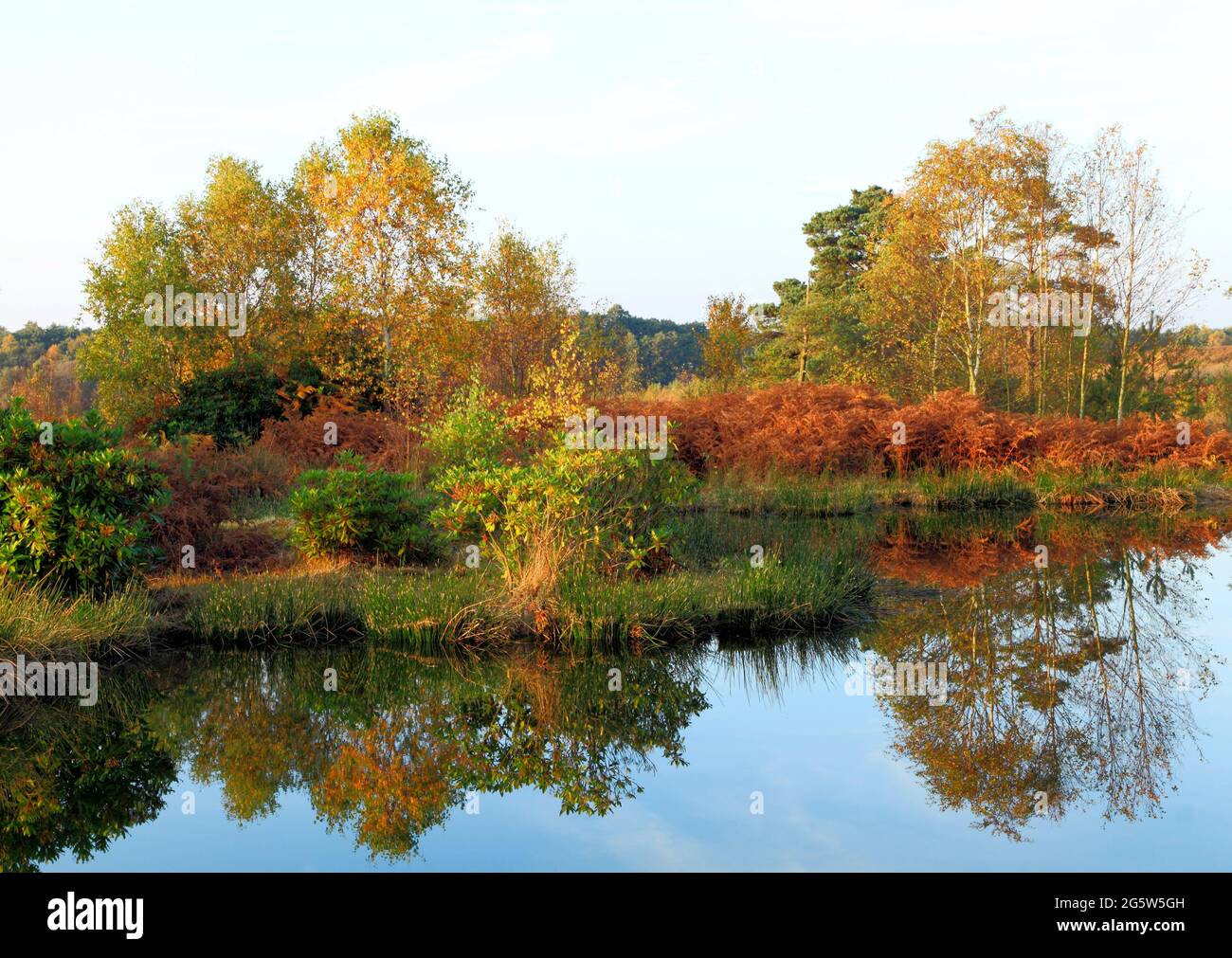 Dersingham Bog,  Norfolk, Natural England site, English Nature site, Autumn Stock Photo