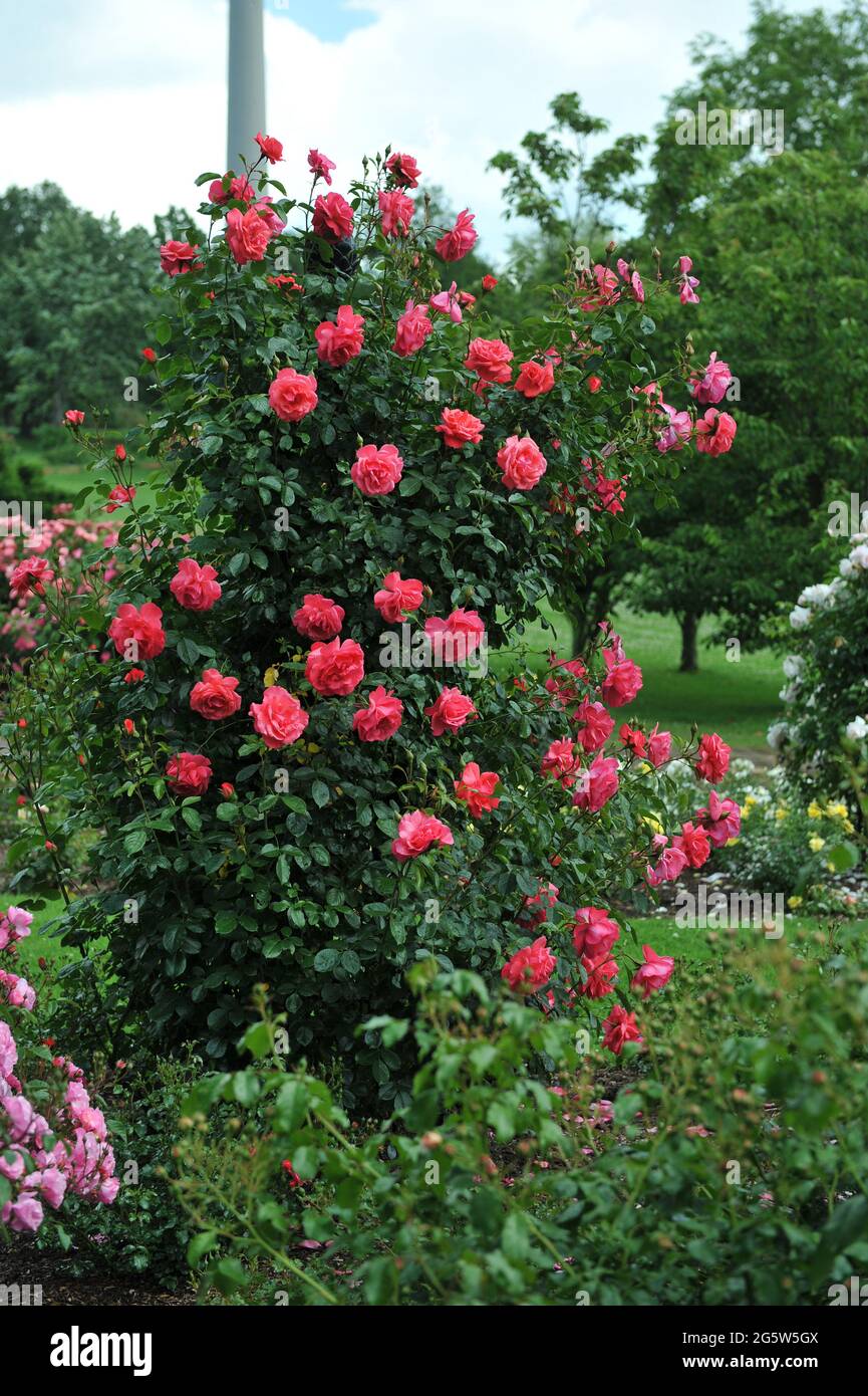 Red large-flowered Climber rose (Rosa) Fassadenzauber blooms in a garden in June Stock Photo