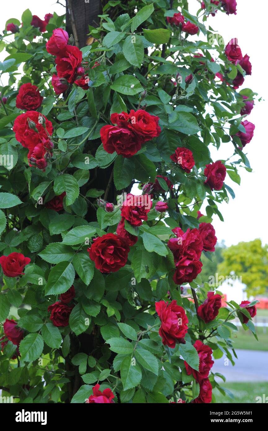 Red large-flowered Climber rose (Rosa) Flammentanz blooms in a garden in  June Stock Photo - Alamy