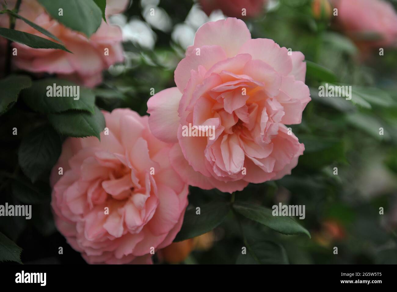 Coral-pink Climber rose (Rosa) Fragrant Celebration blooms on an exhibition in May Stock Photo