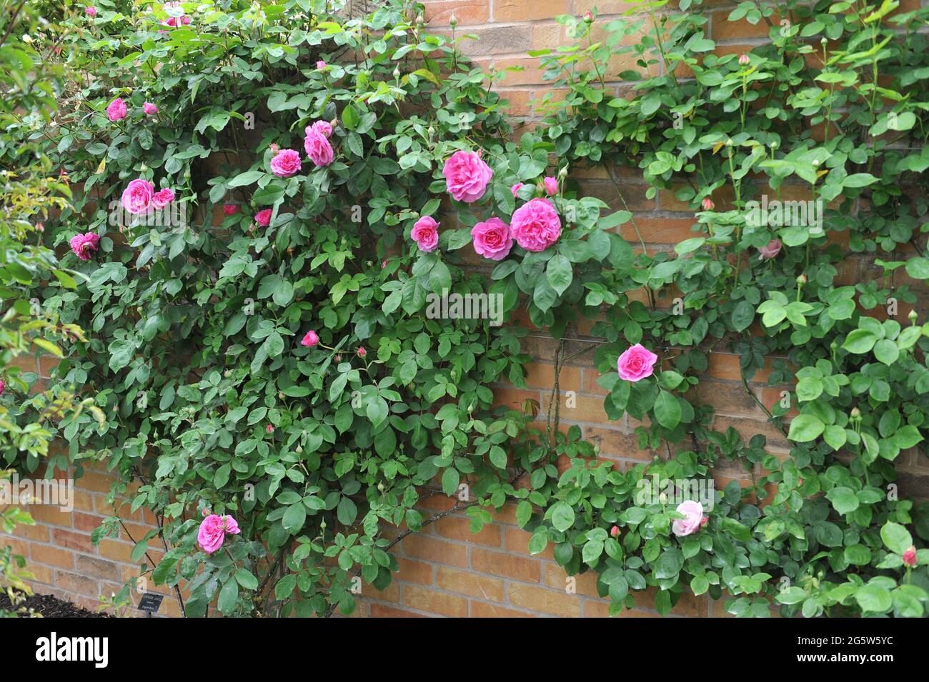 Pink climbing shrub rose (Rosa) Gertrude Jeckyll blooms on a brick wall in a garden in May Stock Photo