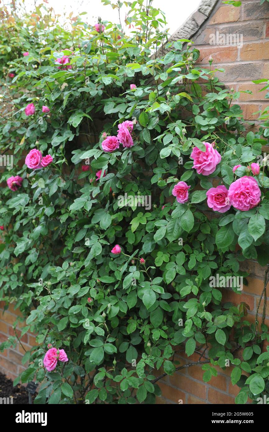 Pink climbing shrub rose (Rosa) Gertrude Jeckyll blooms on a brick wall in a garden in May Stock Photo