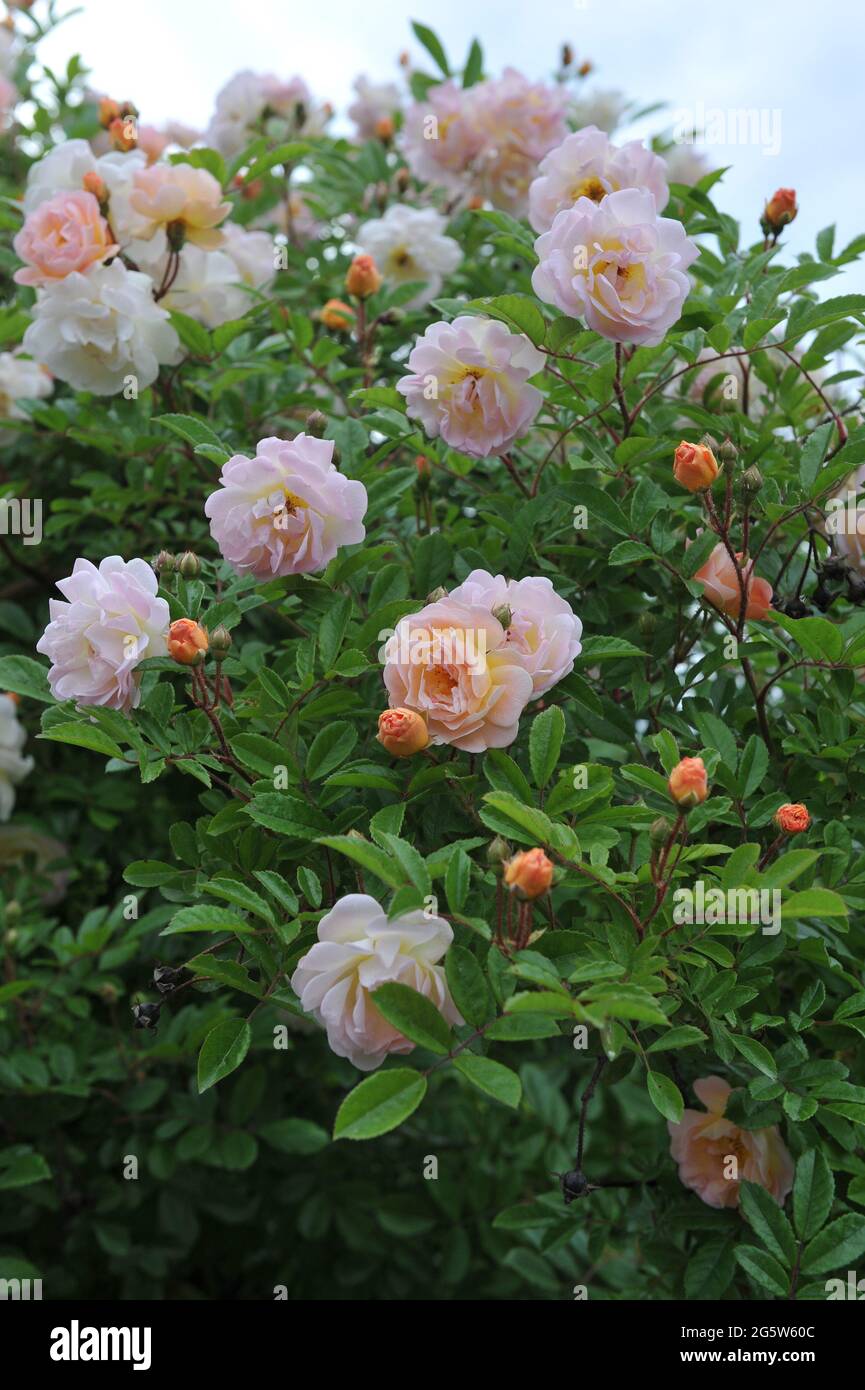 Orange-pink climbing Hybrid Multiflora rose (Rosa) Ghislaine de Filigonde blooms in a garden in June Stock Photo