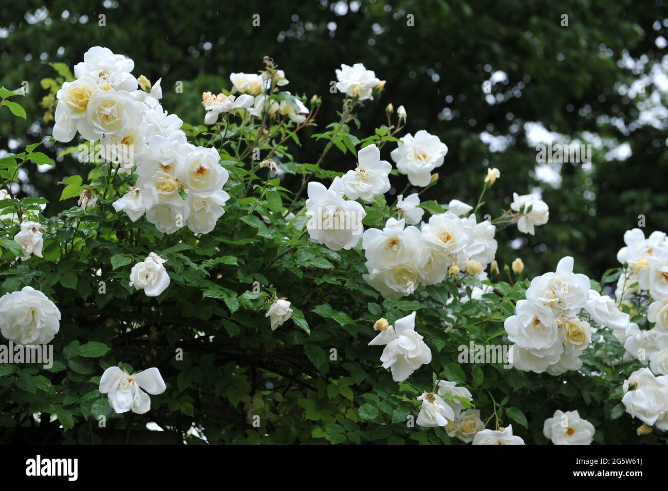 Light yellow climbing Hybrid Wichurana rose (Rosa) Glenn Dale blooms in a garden in June Stock Photo