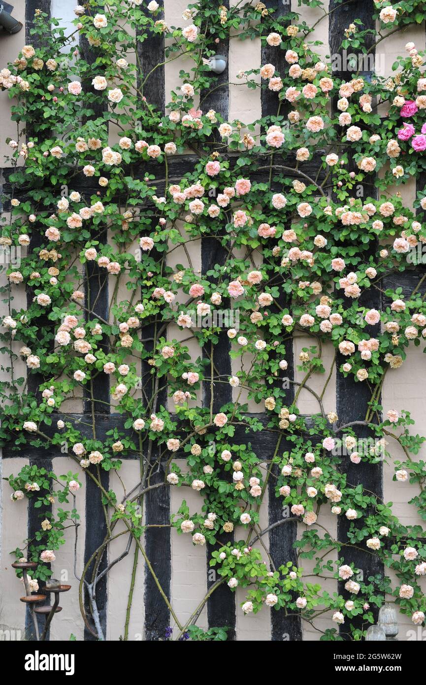 Apricot-pink climbing Tea Noisette rose (Rosa) Gloire de Dijon blooms on a house wall in a garden in June Stock Photo