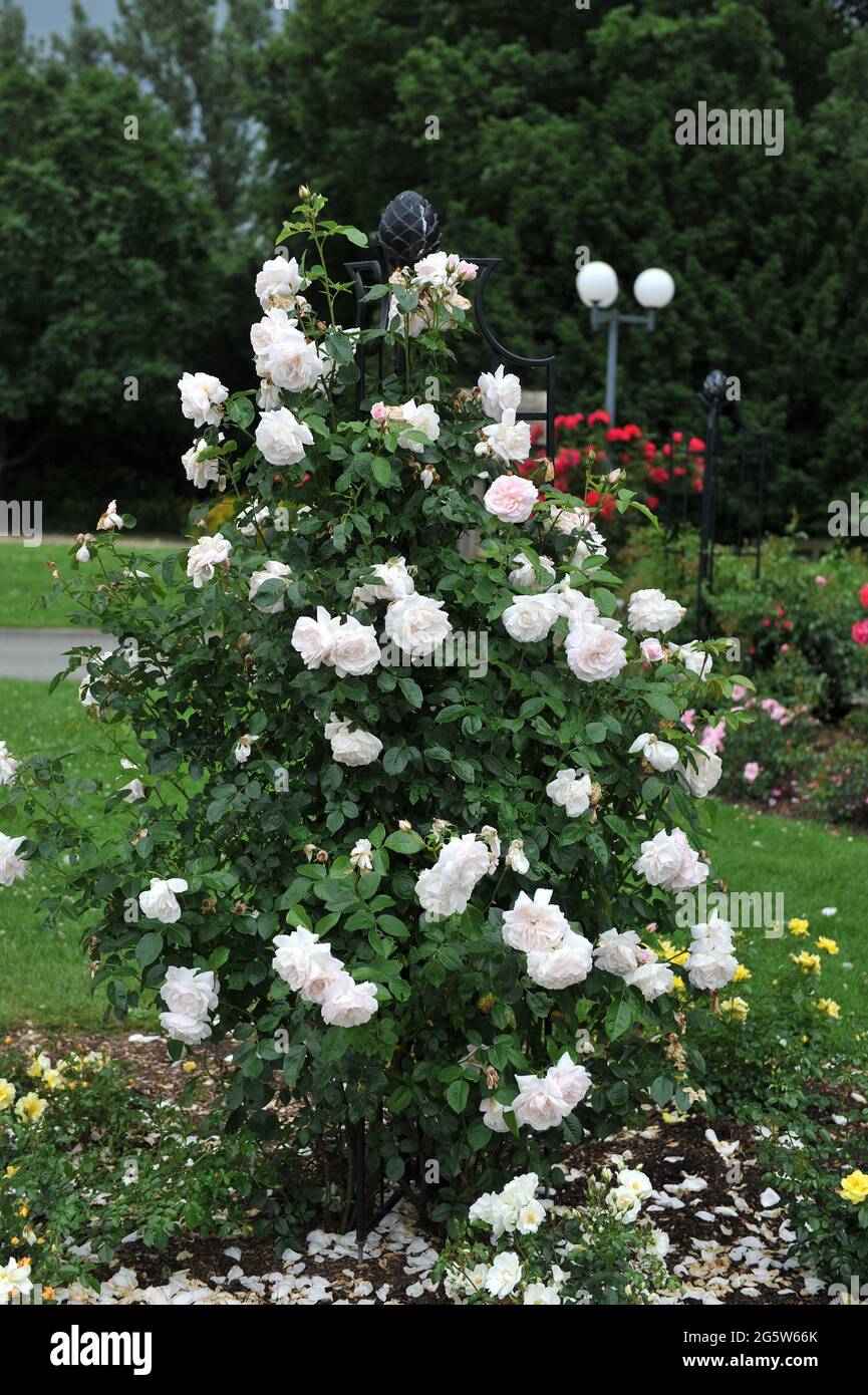 Pinkywhite climber rose (Rosa) Graciosa blooms on a black metallic