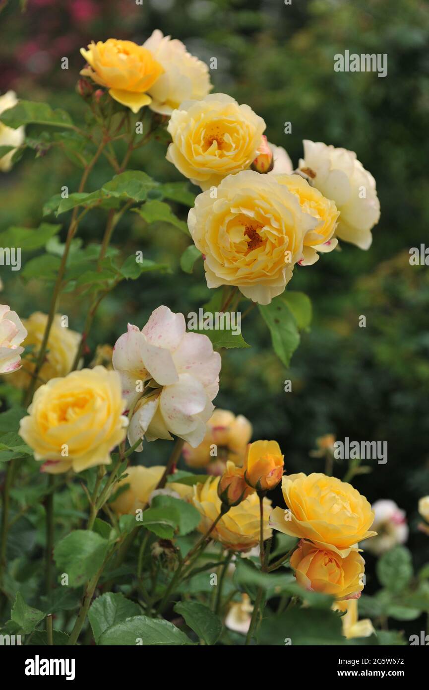 Yellow climbing shrub rose (Rosa) Graham Thomas blooms in a garden in June Stock Photo