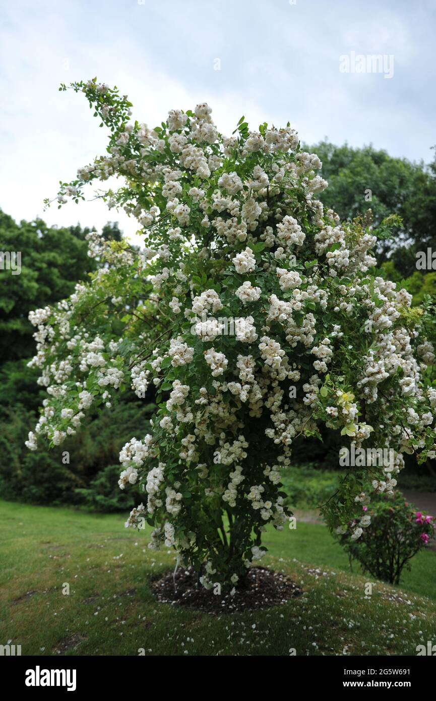White climbing Hybrid Multiflora rose (Rosa) Gruss an Zabern blooms in a  garden in June Stock Photo - Alamy