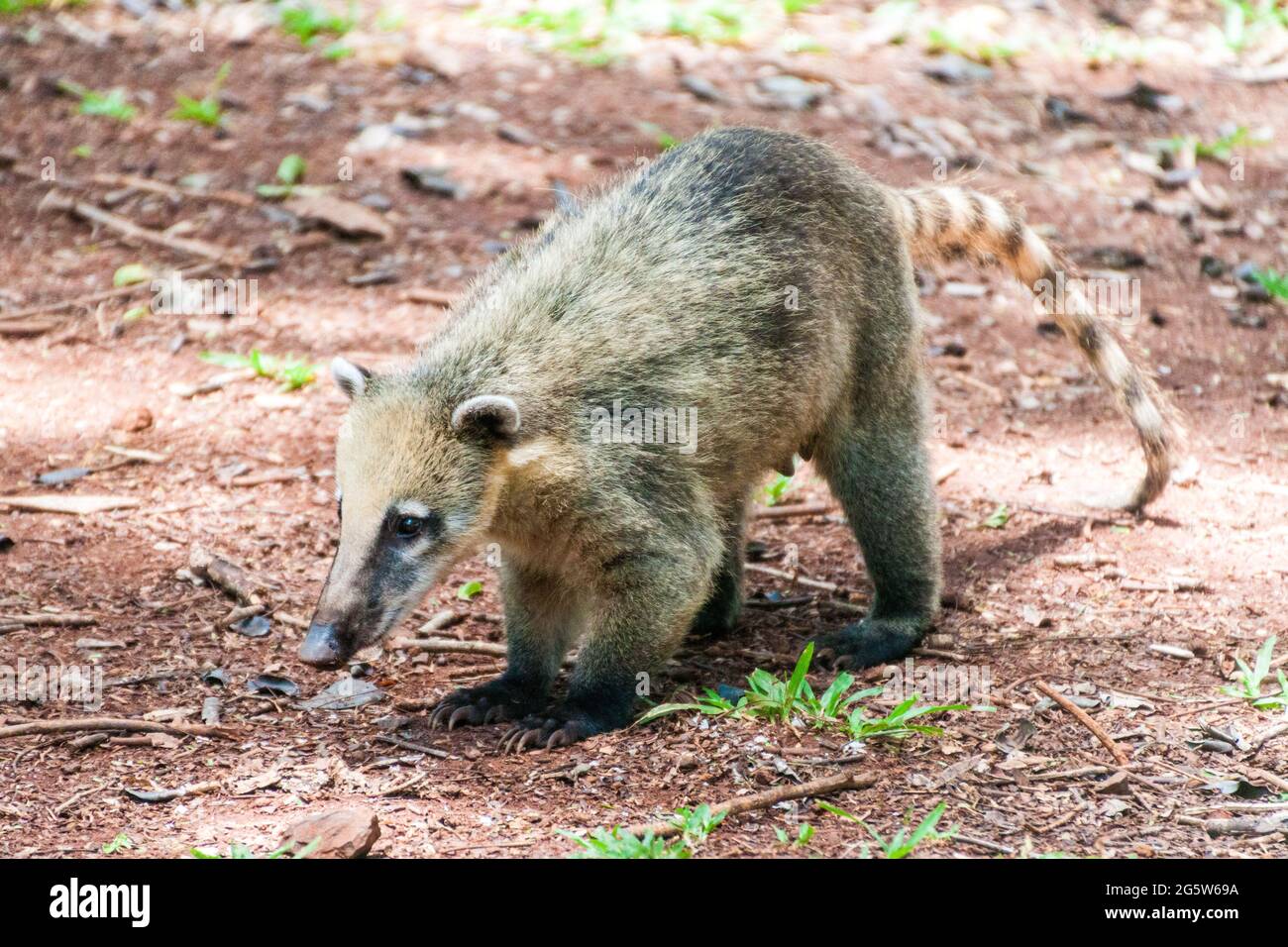 Coati at Iguacu (Iguazu) falls on a border of Brazil and Argentina ...