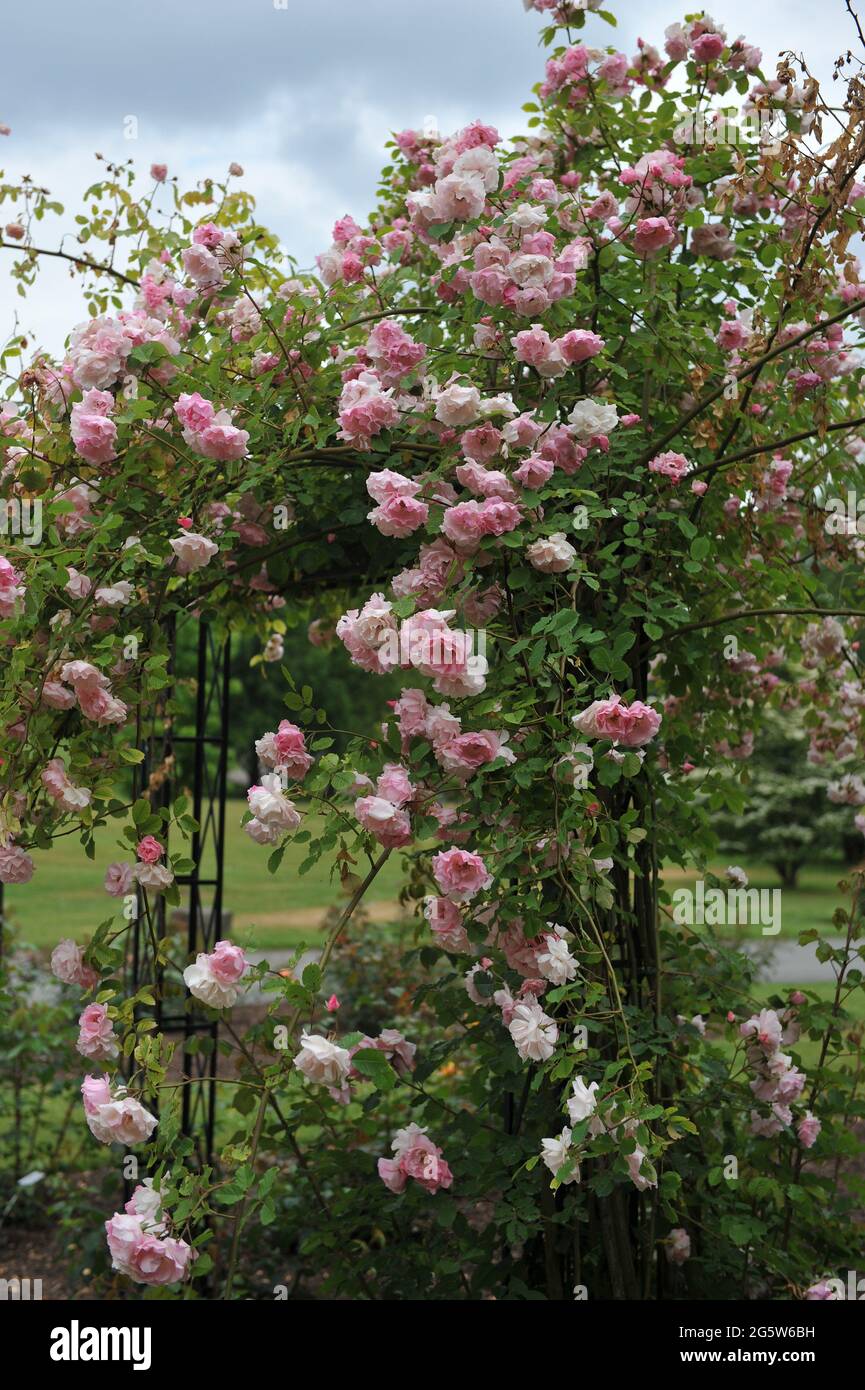 Pink Large-Flowered Climber rose (Rosa) Indra blooms on a metallic pavilion in a garden in June Stock Photo