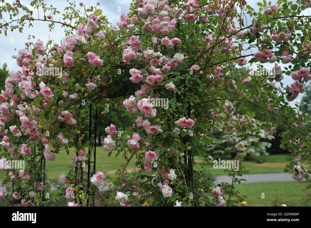 Pink Large-Flowered Climber rose (Rosa) Indra blooms on a metallic pavilion in a garden in June Stock Photo