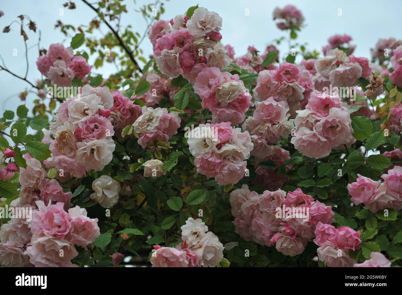 Pink Large-Flowered Climber rose (Rosa) Indra blooms in a garden in June Stock Photo