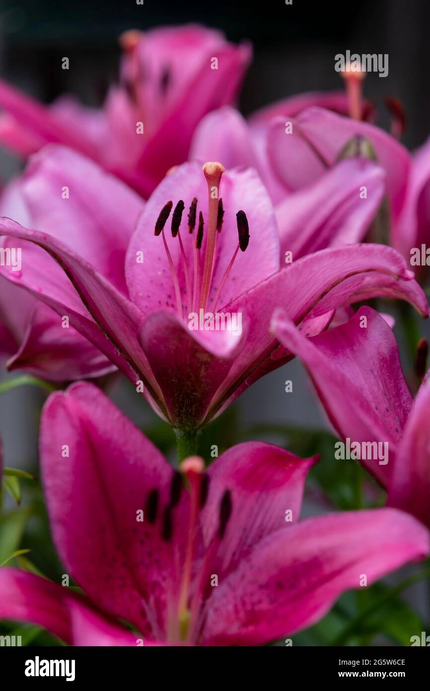 Pink Lily Stargazer. Litium orientalis Stargazer. Stock Photo