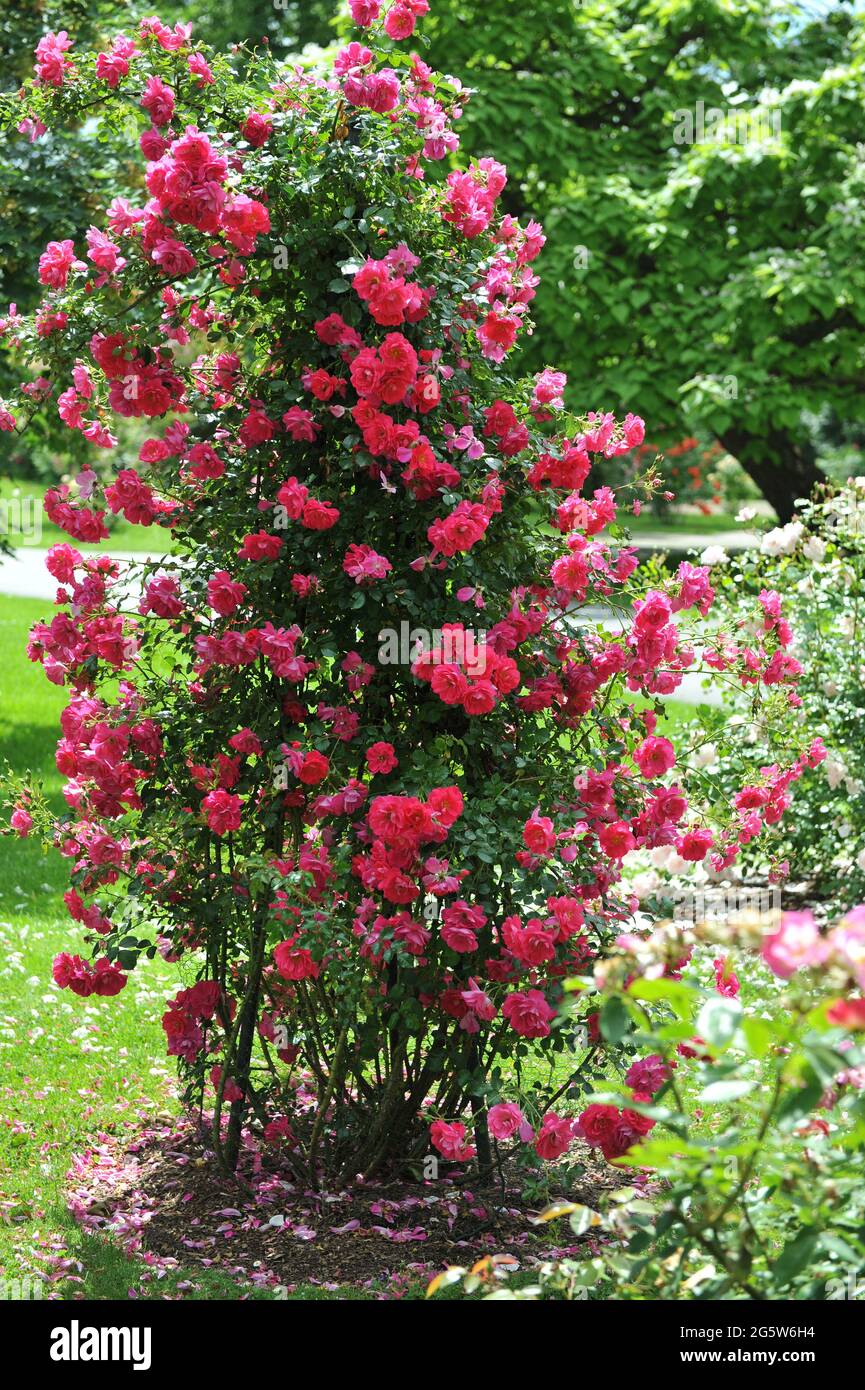 Red climbing rose (Rosa kordesii) blooms on a metallic obelisk in a garden  in June Stock Photo - Alamy