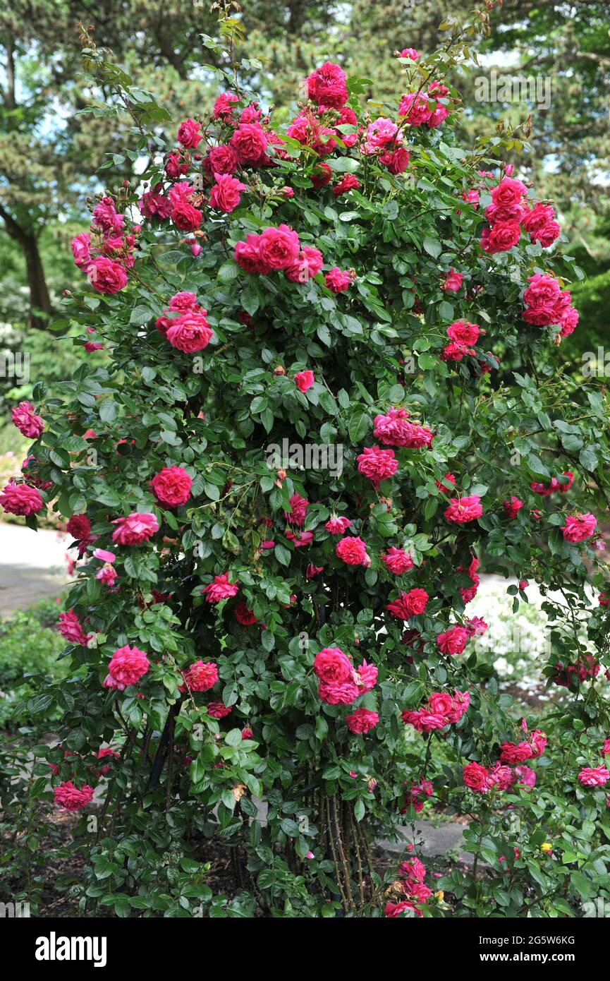 Hybrid tea rose kordes hi-res stock photography and images - Alamy