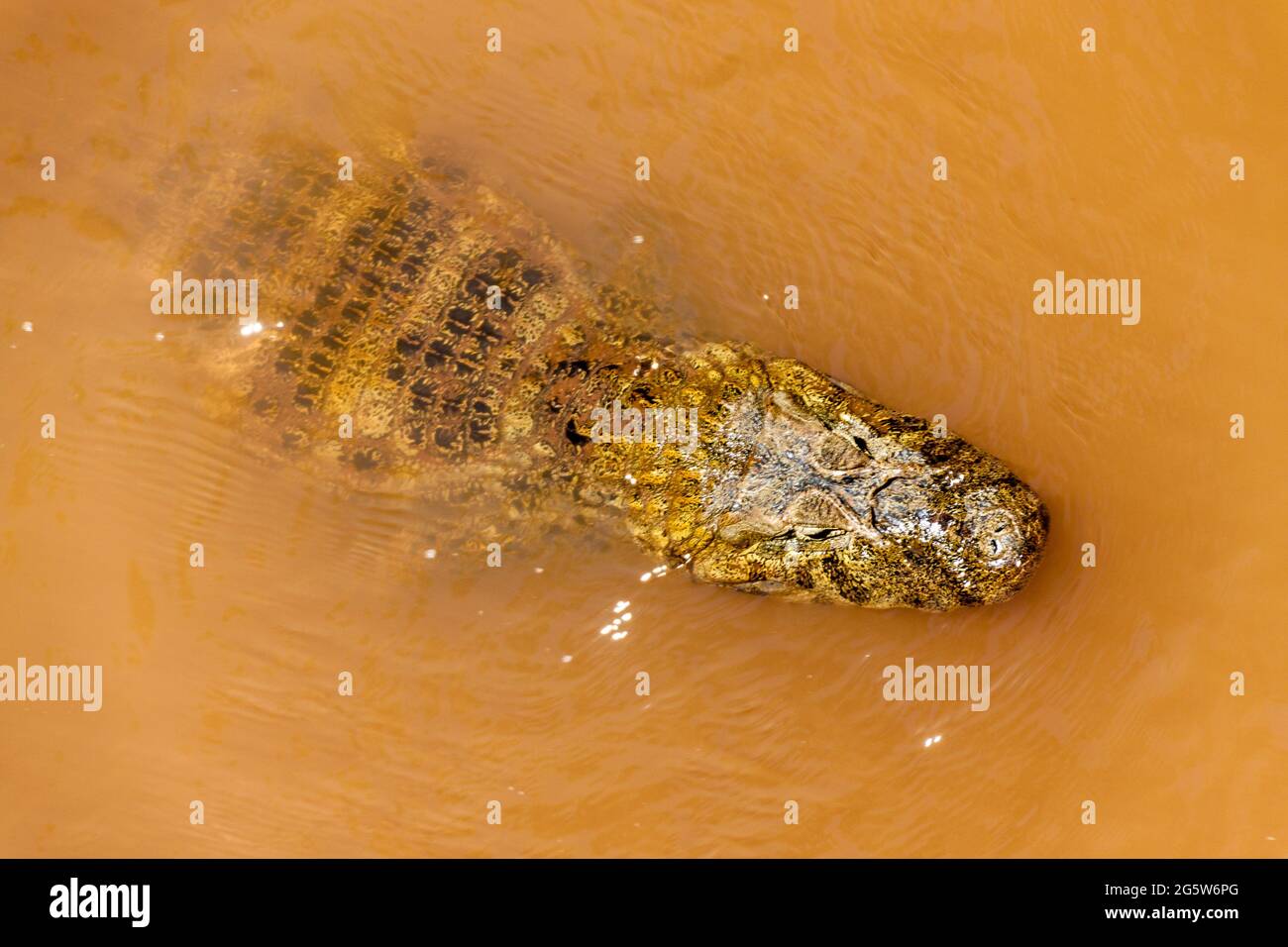 Caiman in a water, Iguazu National Park, Argentina Stock Photo