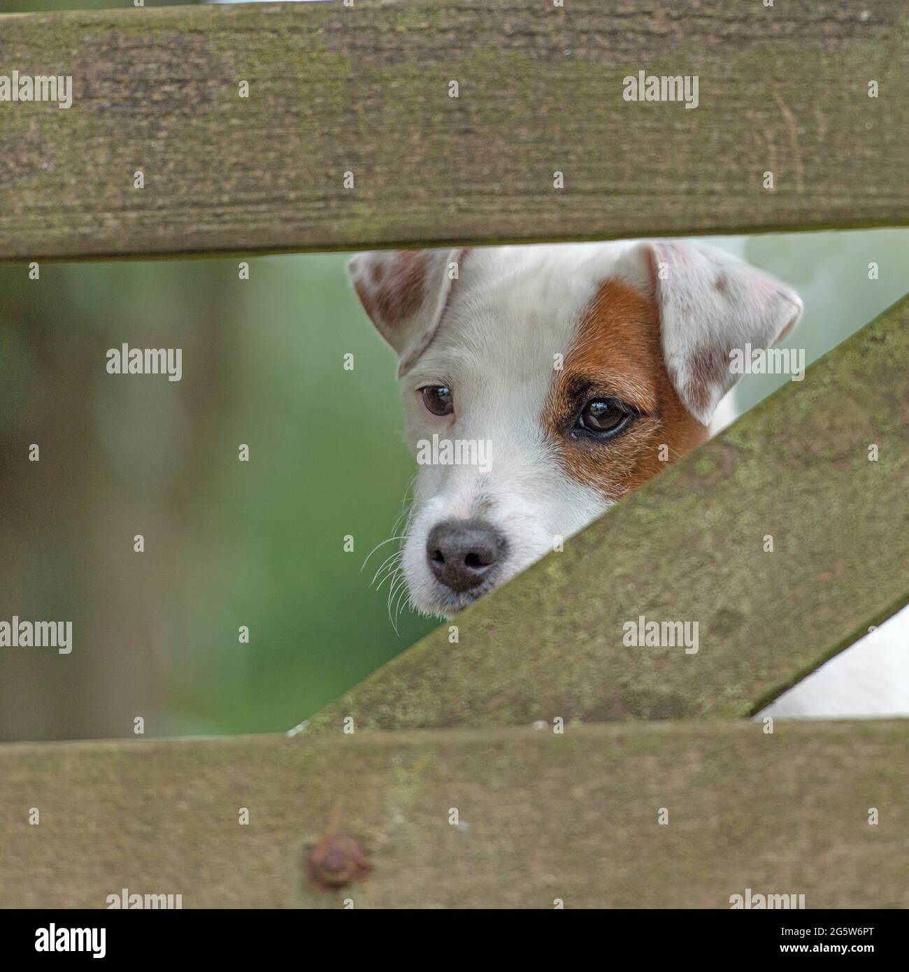 Jack Russell terrier peeping through a wooden gate Stock Photo